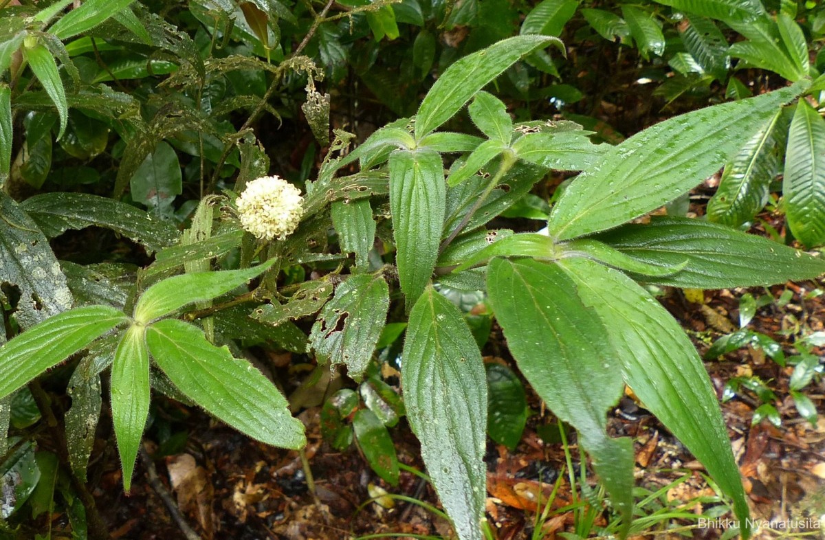 Hedyotis thwaitesii Hook.f.